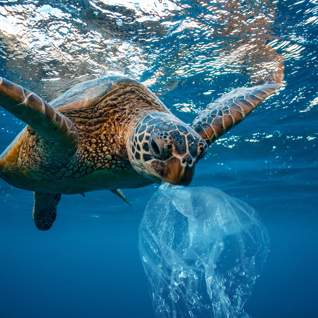 Netzbeutel Turtle Bag Dip Dye